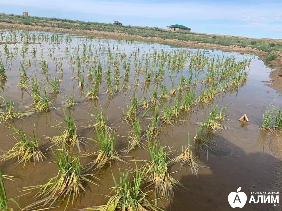 10 гаруй жил уйгагүй хийсний үр дүнд 2 га талбайгаас 10 тонн цагаан ...